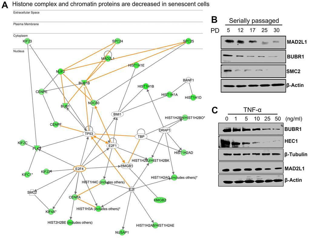 Downregulation of networks of genes associated with chromatin structure. (A) Network generated by IPA shows that multiple histones and genes associated with formation of chromatin structure were downregulated in senescence. (B, C) Western blot analysis of selected genes in serially passaged HUVECs cells (population doubling (PD) PD5-PD30) and TNF-α-mediated senescence (cell treated with various concentration of TNF-α). Actin and tubulin were used as loading controls.