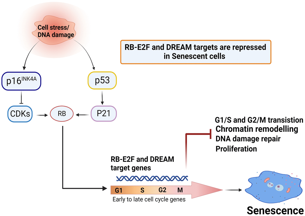 Mechanisms proposed in this study. p53/p21-p16/RB-E2F-DREAM repressor complex controls senescence. p16INK4A and p53 are two master regulators of cellular senescence. Cell stress or DNA damage signals lead to activation p53 and transcriptional upregulation of the CDK inhibitor p21/CDKN1A, which in-turn hypophosphorylates RB. Activation of p16 INK4A controls phosphorylation of RB by binding to CDK4/6 and inhibiting the action of cyclin D. The active form of RB interacts with E2F to restrict transcription of genes that control cell cycle transition. RB-E2F and DREAM complex appear to cooperate to repress many genes that are required for G1/2 to G2/M transitions, potentially leading to impaired proliferation, defective DNA damage repair, altered chromatin, and establishment of senescence. (Created with BioRender.com).