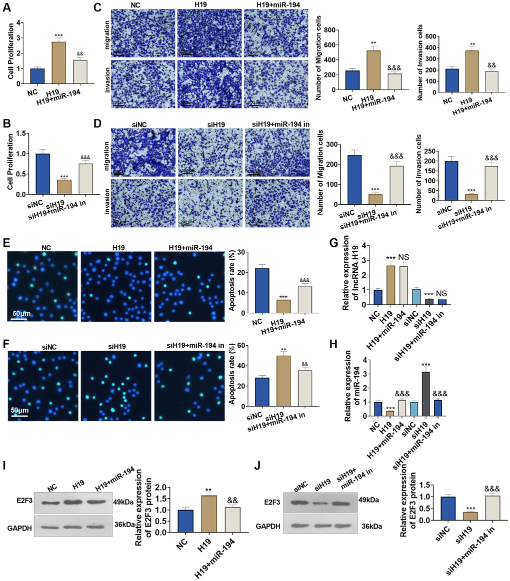The influence of lncRNA H19 and miR-194 on DU145 cell proliferation, apoptosis, invasion, and migration. H19 overexpression plasmids and si-H19 were transfected into DU145 cells, and miR-194 mimics or inhibitors were administered for 24 hours culture. (A, B) CCK8 assay detected cell proliferation. (C, D) Transwell monitored cell migration and invasion. Scale bar = 100 μm. (E, F) TUNEL staining examined apoptosis. Scale bar = 50 μm. (G, H) qRT-PCR examined the profiles of lncRNA H19 and miR-194. (I, J) Western blot was used for examining E2F3 protein level. **P ***P &&P &&&P n = 3.
