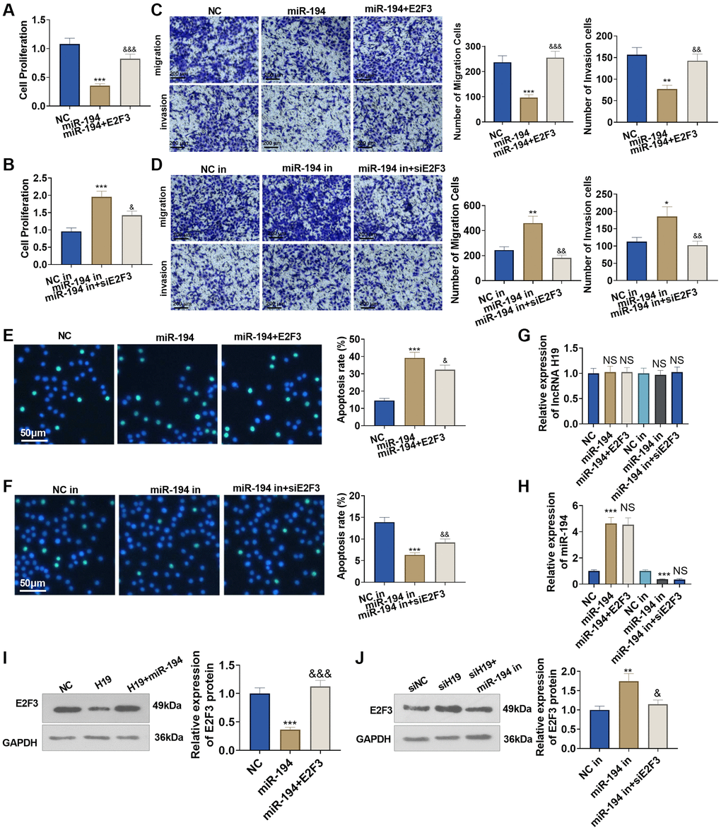 The impact of miR-194 and E2F3 on DU145 cell proliferation, apoptosis, invasion, and migration. E2F3 overexpression and si-E2F3 plasmids were transfected into DU145 cells for 24 hour culture after miR-194 mimics or inhibitors were administered. (A, B) CCK8 assay checked cell proliferation. (C, D) Transwell assay examined cell migration and invasion. Scale bar = 100 μm. (E, F) TUNEL staining detected cell apoptosis. Scale bar = 50 μm. (G, H) qRT-PCR examined the profiles of lncRNA H19 and miR-194. (I, J) Western blot was used for examining E2F3 protein level. ***P &P &&P &&&P n = 3.