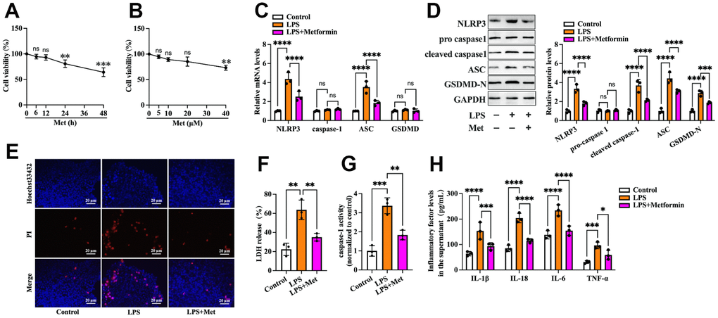 Metformin inhibits LPS-induced KGN cell pyroptosis. (A, B) Cells were incubated with different concentrations of metformin (0, 5, 10, 20, 40 μM) for 12 h or 20 μM metformin for various periods (0, 6, 12, 24, 48 h). Then, an MTT assay was conducted to assess cell viability. (C–H) Cells were pretreated with or without 10 μM LPS for 24 h and then incubated with 20 μM metformin for another 12 h; (C) Quantification of mRNA expression of NLRP3, caspase-1, ASC, and GSDMD using RT-PCR; (D) Western blot analyses of NLRP3, pro-caspase-1, cleaved-caspase-1, ASC, and GSDMD-N; (E) Representative micrographs of PI staining (red) and Hoechst 33342 staining (blue); (F) Levels of LDH released into the cell culture medium from membrane pores were examined using an LDH cytotoxicity detection kit; (G) Caspase-1 activity was assessed using a colorimetric caspase-1 activity assay kit; (H) The levels of IL-1β, IL-18, IL-6, and TNF-α in the cell culture supernatant were determined by ELISA. Data are represented as the means ± SD from three independent experiments. *P P P P 