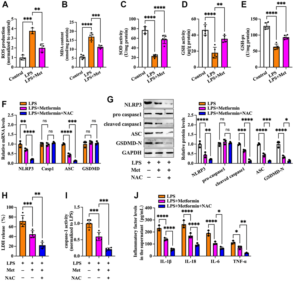 Metformin inhibits inflammation and KGN cell pyroptosis by decreasing ROS production and oxidative stress. (A–E) Cells were pretreated with or without 10 μM LPS for 24 h and then incubated with 20 μM metformin for another 12 h. Intracellular levels of ROS, MDA, SOD, GSH, and GSH-px were measured using respective commercial kits; (F–J) Cells were pretreated with 10 μM LPS for 24 h and then incubated with 20 μM metformin and 10 mM NAC for another 12 h; (F) RT-PCR detected the mRNA levels of NLRP3, caspase-1, ASC, and GSDMD; (G) The protein levels of NLRP3, pro-caspase-1, cleaved-caspase-1, ASC and GSDMD-N were detected by Western blot; (H) Levels of LDH in the cell culture medium were examined using an LDH cytotoxicity detection kit; (I) Caspase-1 activity was assessed using a colorimetric caspase-1 activity assay kit; (J) The levels of IL-1β, IL-18, IL-6, and TNF-α in the cell culture supernatant were determined by ELISA. Data are represented as the means ± SD from three independent experiments. *P P P P 