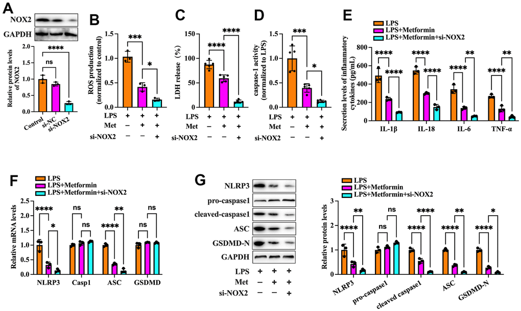 Effects of NOX2 down-regulation on the inhibitory effects of metformin on inflammation and KGN cell pyroptosis. (A) Cells were transduced with PBS, 100 nM si-NC, or si-NOX2 for 48 h. The transfection efficiency was evaluated using Western blot analysis; (B–G) Cells were pretreated with 10 μM LPS for 24 h or transfected with si-NOX2 for 48 h and then incubated with 20 μM metformin for another 12 h; (B) Intracellular levels of ROS were measured using commercial kits; (C) Levels of LDH in the cell culture medium were examined using an LDH cytotoxicity detection kit; (D) Caspase-1 activity was assessed using a colorimetric caspase-1 activity assay kit; (E) The levels of IL-1β, IL-18, IL-6, and TNF-α in the cell culture supernatant were determined by ELISA. (F) RT-PCR detected the mRNA levels of NLRP3, ASC, caspase-1, and GSDMD; (G) The protein levels of NLRP3, pro-caspase-1, cleaved-caspase-1, ASC, and GSDMD-N were detected by Western blot; Data are represented as the means ± SD from three independent experiments. *P P P P 