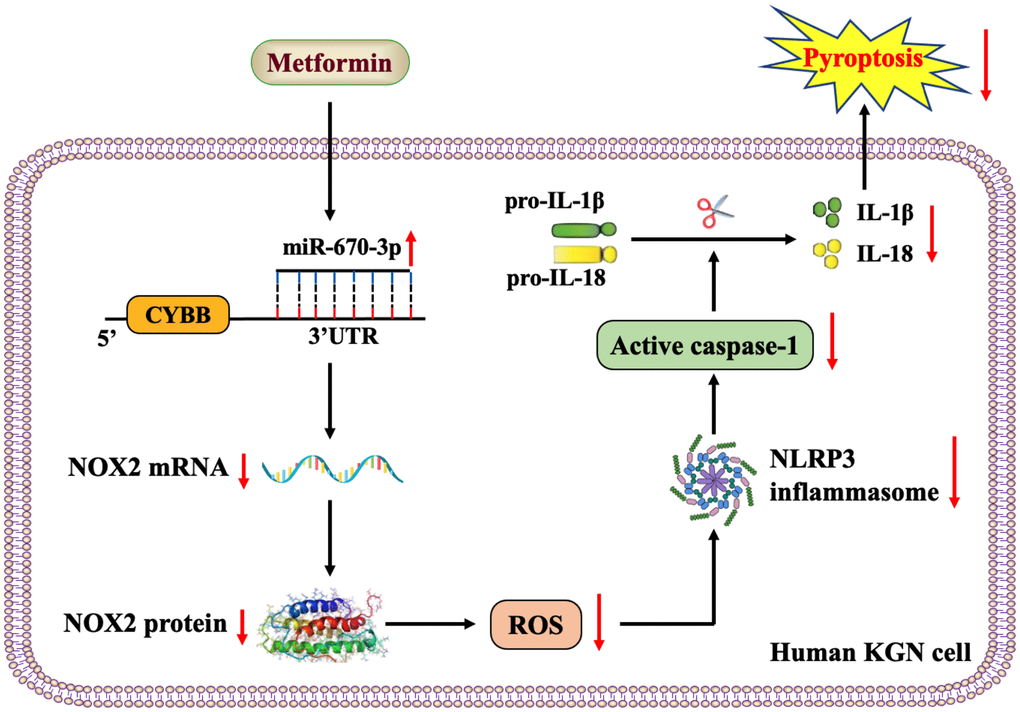 Schematic overview of the anti-pyroptotic action of metformin in KGN cells. Metformin increases the levels of miR-670-3p, which in turn targets the CYBB 3’UTR and downregulates NOX2 expression, reduces ROS production, inhibits the activation of the NLRP3 inflammasome and ameliorates KGN cell pyroptosis.