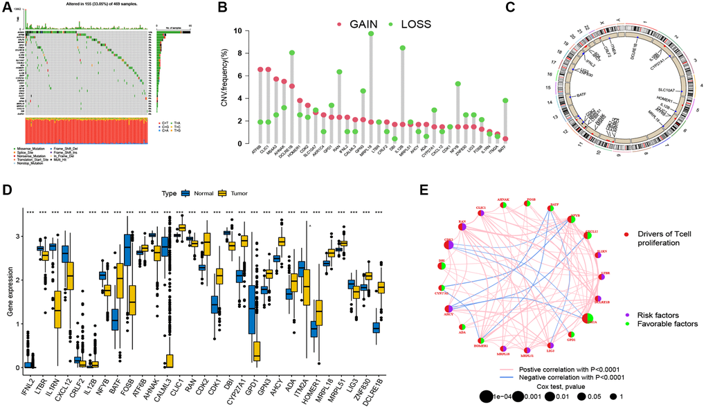 Genetic and transcriptional analysis of TRGs in SKCM. (A) The incidence of somatic mutations among the 33 TRGs in SKCM patients. (B) Frequencies of CNV gain and loss among TRGs. (C) Locations of CNV in TRGs on 23 chromosomes. (D) Expression levels of differentially expressed TRGs between normal and tumor samples. (E) Network of the comprehensive landscape of TRGs interactions in melanoma. The lines connecting the genes represent their interactions. Blue and red represent positive and negative correlations. *p **p ***p 