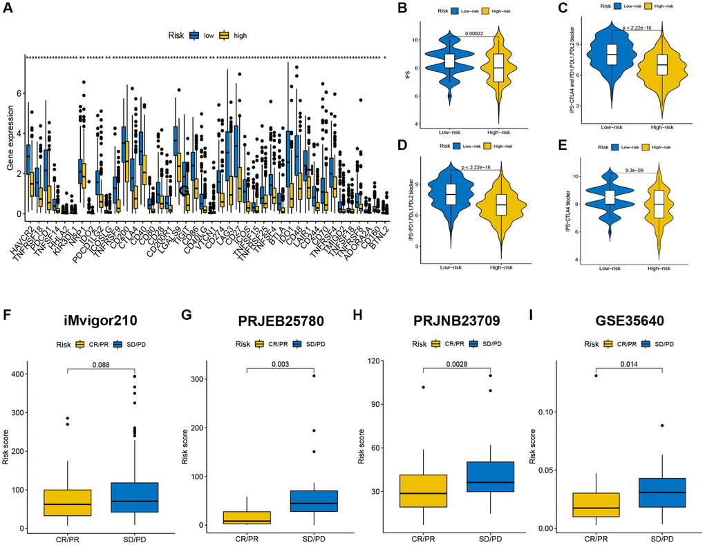 Immune checkpoint genes expression, IPSs and immunotherapy benefits of patients in the two risk groups. (A) The differences in immune checkpoint gene expression between the high-risk and low-risk groups. (B–E) CR/PR patients had significantly lower risk scores than SD/PD patients in the iMvigor210 (F), PRJEB25780 (G), PRJNB23709 (H), and GSE35640 (I) cohorts.