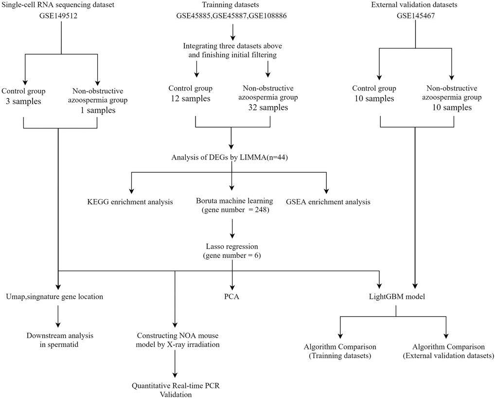 Flowchart of this study. Abbreviations: GSE: gene expression omnibus series; LIMMA: linear models for microarray data; DEGs: differentially expressed genes; PCA: principal component analysis.
