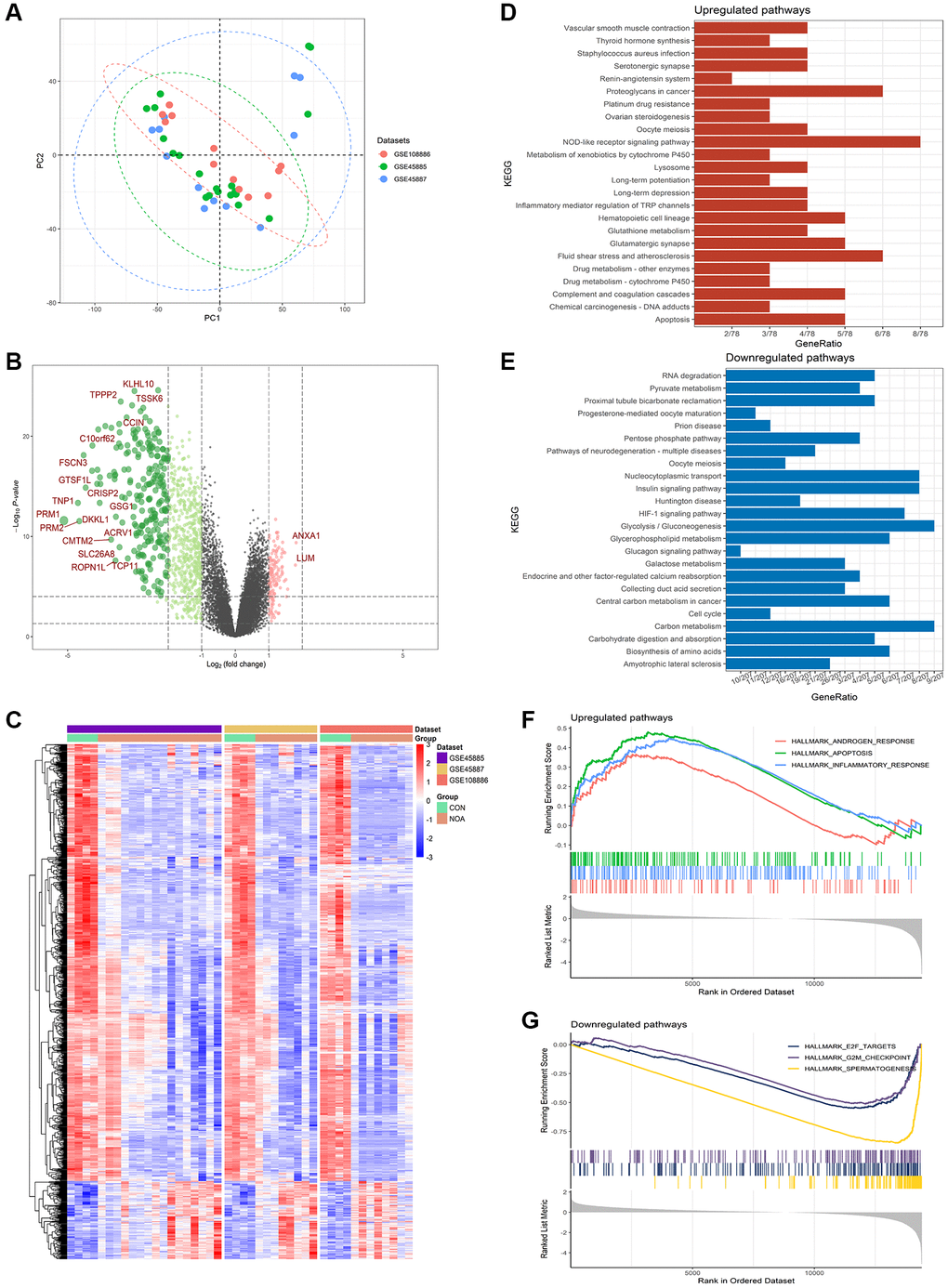 Differentially expressed genes in NOA versus control. (A) PCA plot of training datasets. (B) Volcano plot for the DEGs. (C) Heatmap for the DEGs. (D) KEGG analysis of upregulated pathways. (E) KEGG analysis of downregulated pathways. (F) GSEA analysis of upregulated pathways. (G) GSEA analysis of downregulated pathways. (P 