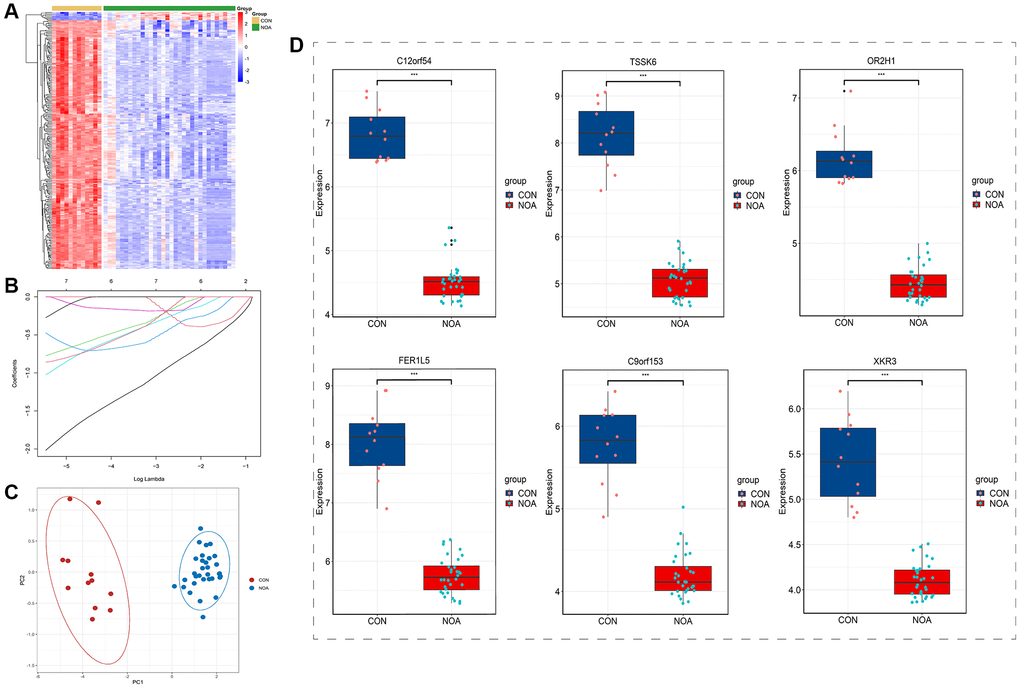 Boruta feature selection and lasso regression. (A) Heatmap of Boruta screened genes. (B) Lasso regression. (C) PCA plot of signature genes. (D) Expression of signature genes (C12orf54, TSSK6, OR2H1, FER1L5, C9orf153 and XKR3) in training datasets. (P 