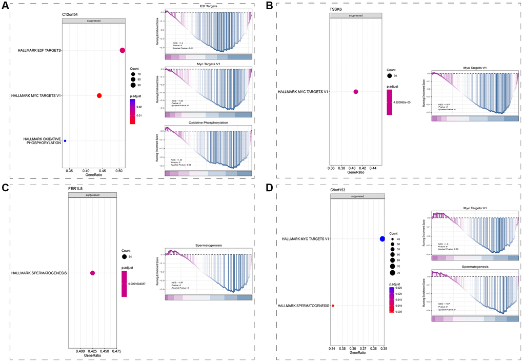 Downstream regulatory mechanism analysis (GSEA). (A) Downstream regulatory mechanism of C12orf54 in spermatid. (B) Downstream regulatory mechanism of TSSK6 in spermatid. (C) Downstream regulatory mechanism of FER1L5 in spermatid. (D) Downstream regulatory mechanism of C9orf153 in spermatid. (P 