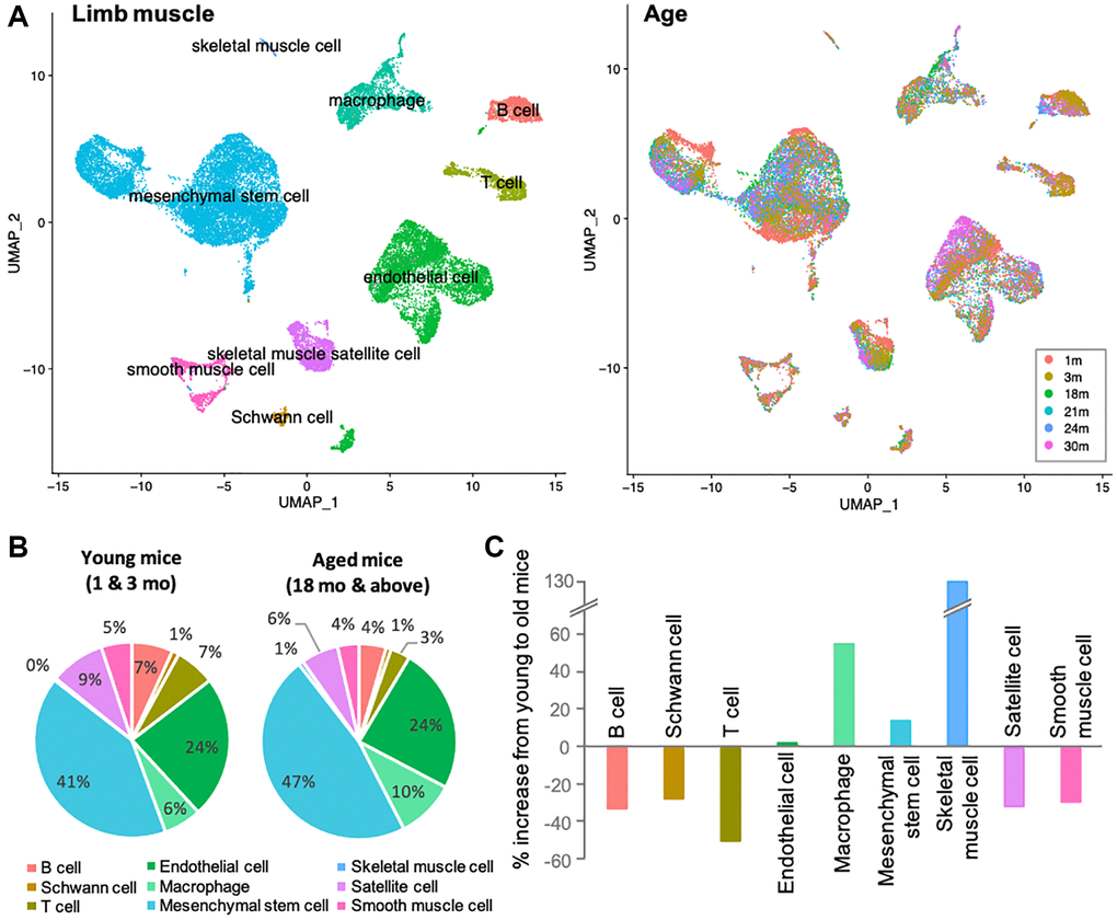 Immune senescence is one of the most apparent signatures in skeletal muscle aging. (A) UMAP representation of single-cell expression in limb muscles of mice of different age groups. Left UMAP indicates each cellular annotation. Right UMAP shows the cellular compositions of each age group. (B) Pie charts shows the percentage of various cells in the limb muscles of young mice (1 and 3-mo-old) and old mice (≥18-mo-old). Color coordination of cell types is consistent to left UMAP in (A). (C) Bar graph shows the % increase from 3-mo to 18-mo. B and T cells, Schwann cells, satellite cells and smooth muscle cells were reduced, while macrophages and mesenchymal stem cell increased. Note that the marked increase in skeletal muscle cells was due to a difference of 0% to 1%, and should be ignored from the data interpretation. Color coordination of cell types is consistent to left UMAP in (A).