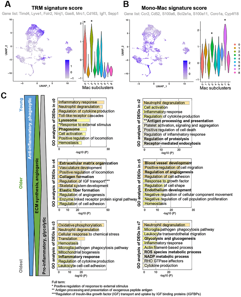 Clusters with clear trends of age-related decrease or increase reflect their origin signatures. (A, B) Feature plots and violin plots show signature scores of TRM or Monocyte-derived macrophage marker genes. Plots were generated using AddModuleScore function in R. Genes that were included as each signature score analysis are also indicated. Cell cluster of interest are indicated by *in the violin plot. (C) GO analysis of DEGs in young mice-specific (c0 and c2), Older mice-specific (c4 and c5), and Old mice-specific (c3 and c7) subclusters. GO terms included in c0 and c2 suggests young mice-specific macrophage populations are more phagocytic, anti-inflammatory macrophages. GO terms included in c4 and c5 suggests older mice-specific macrophage populations are involved in ECM synthesis and angiogenesis. GO terms included in c3 and c7 suggests old mice-specific macrophage populations are glycolytic, pro-inflammatory macrophages.