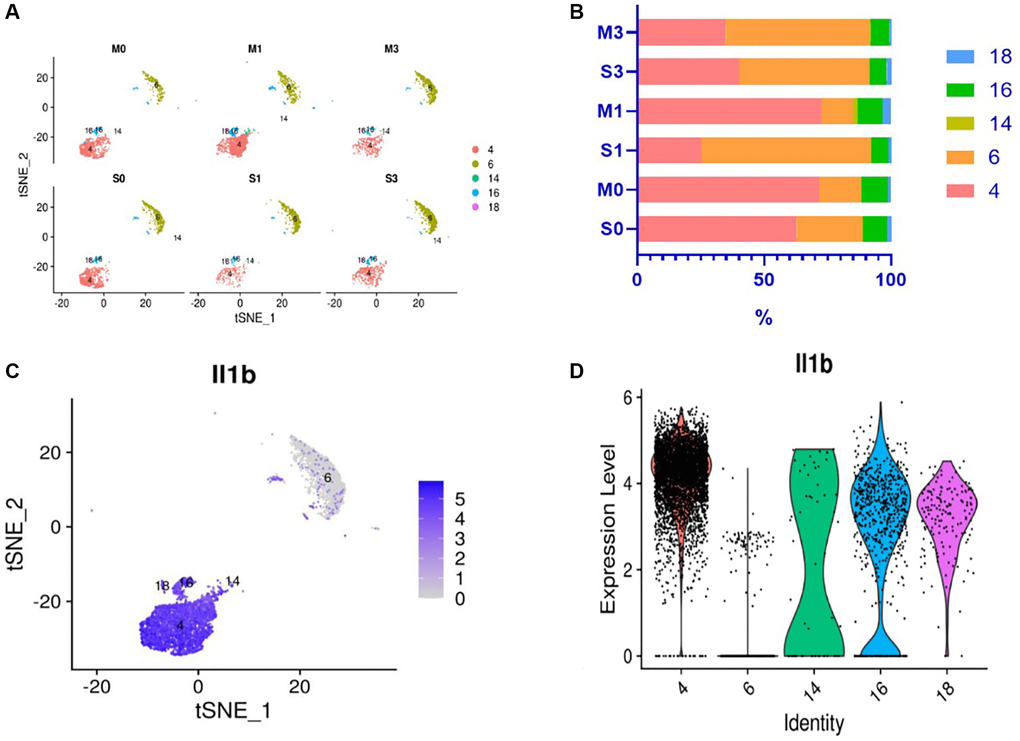 Changes in neutrophil subsets and expression level of IL-1β gene in peripheral blood of mice after I/R. Results of single-cell sequencing of peripheral blood neutrophils of mice: (A, B) Change trends and percentages of neutrophil subsets in peripheral blood of mice after ischemia/reperfusion (I/R). M0, M1, and M3 represent the mice in the experimental group whose blood was collected after cerebral ischemia and 24 and 72 h after cerebral I/R, respectively; S0, S1, and S3 represent sham-operated mice at the corresponding time points. It can be seen that neutrophil subset 4 in the peripheral blood of mice initially increased and then decreased after I/R. (C, D) Gene expression of IL-1β in different subsets of mouse peripheral blood neutrophils. (C) The percentage of neutrophils expressing IL-1β is the highest in neutrophil subset 4; (D) The IL-1β gene expression level of neutrophil subset 4 is considerably higher than that of other subsets.