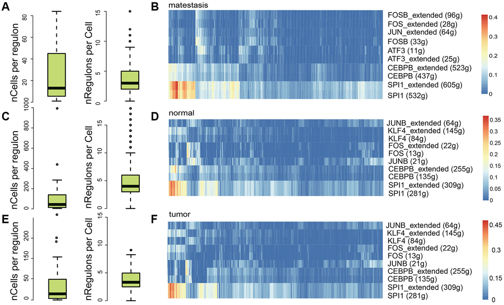 Regulatory element analysis with SCENIC in different sample classes. The number of cells per regulon and the regulon activity in metastasis (A, B), normal (C, D), and tumor (E, F) samples, respectively.