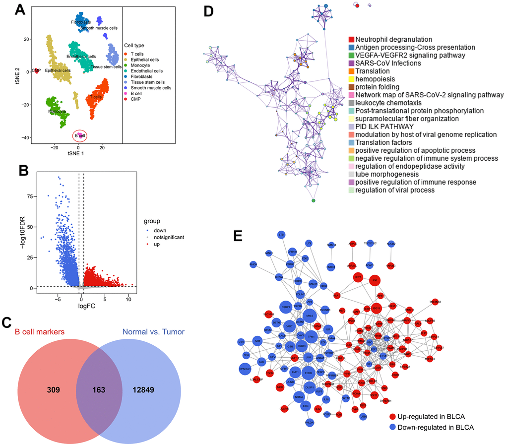 Identification of B cell-related genes. (A) 2075 cells from the primary BLCA were divided into 9 different cell types. (B) 13012 genes showing transcriptome expression difference between paracarinoma and BLCA samples were identified in the TCGA-BLCA cohort. (C) 163 genes were con-determined by the B cell marker genes’ analyses and genomic difference analyses. (D) The functional annotation of the 163 genes. (E) The protein-protein interaction network of the 163 genes.