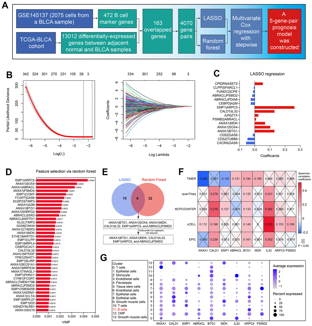 Establishment of the B cell-related gene signature. (A) The workflow showed the process of the predictive model construction. (B) The LASSO regression identified 16 gene-pairs significantly associated with OS in the TCGA-BLCA cohort. (C) The coefficients of the variables in the LASSO regression model. (D) The random forest algorithm identified 38 gene-pairs with VIMP > 0.001. (E) 6 gene-pairs were con-determined by the LASSO and random forest analyses, 5 of which were identified with the multivariate Cox regression with stepwise. (F) The association of the genes in the predictive model with B cells’ infiltration proportion. (G) The expression levels of the genes in the established model in each cell cluster.