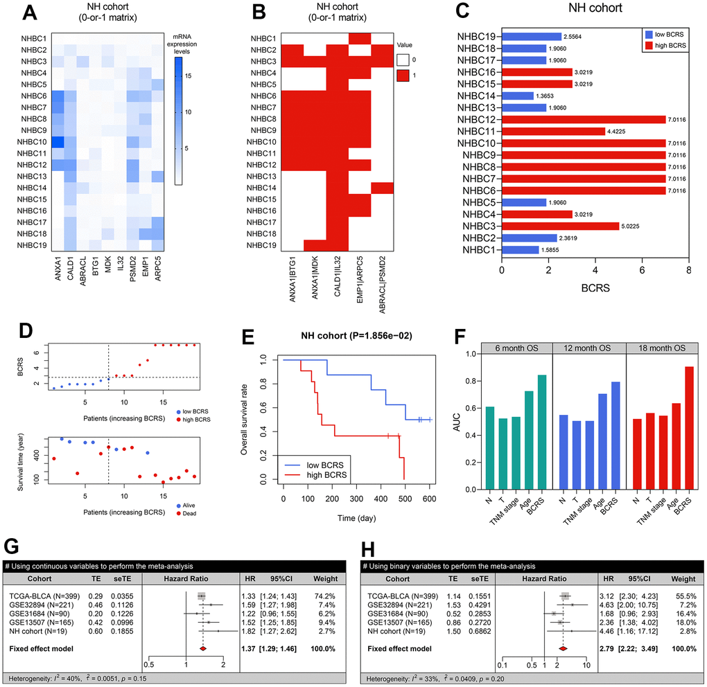 BCRS was a robust and reliable prognosis predictor in BLCA. (A) The transcriptome expression levels of the model’s genes in the local BLCA samples, which was detected by real-time quantitative PCR. (B) A 0-or-1 matrix was established according to the mRNA expression values of the patients. (C) The BCRSs of the BLCA samples collected from the local hospital. (D) The distribution of survival statuses, follow-up duration, and BCRSs in the NH cohort. According to the same cut-off value (2.75), 19 cases were divided into low- and high-BCRS subgroup. (E) The patients with high BCRS exhibited unfavorable OS rates. (F) The comparison of BCRS and routine clinicopathological features to 6-. 12-, and 18-months’ OS. (G, H) Meta-analyses indicated that BCRS was a significant prognosis predictor, both using the continuous variables (G) and binary variables (H) for analyses.