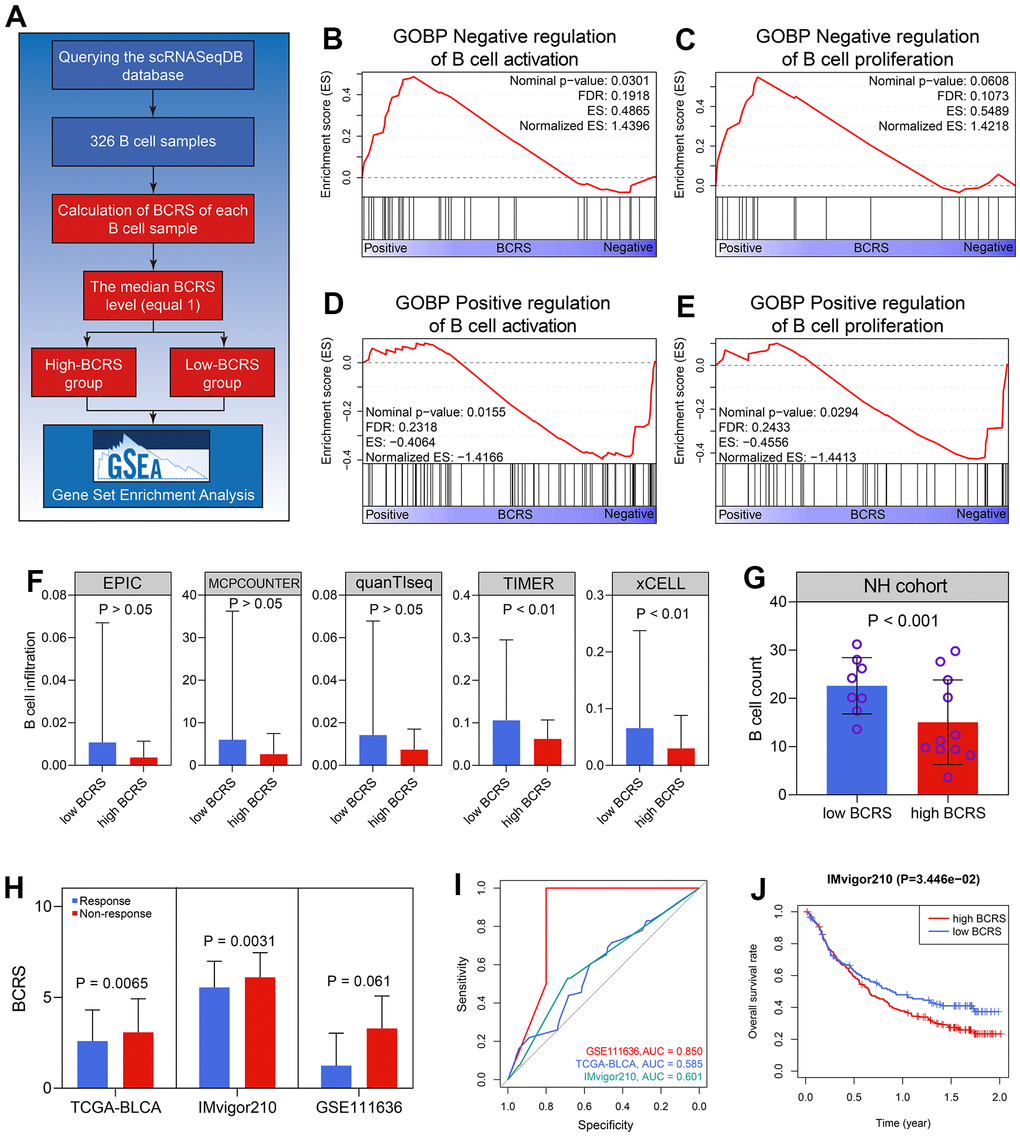 BCRS was associated with B cells’ activation and proliferation, and served as a potential predictor to immunotherapeutic response. (A) The processes of the GSEA in the 326 B cell samples. (B, C) The negative regulation of B cells’ activation (B) and proliferation (C) was enriched in the high-BCRS B cells. (D, E) The positive regulation of B cells’ activation (D) and proliferation (E) was enriched in the low-BCRS B cells. (F, G) BCRS was negatively associated with B cells’ infiltration levels, both in the TCGA-BLCA cohort (F) and the NH cohort (G). (H) The levels of BCRS between immunotherapeutic responders and non-responders from the TCGA-BLCA cohort, IMvigor210 cohort, and GSE111636 cohort. (I) The predictive ability of BCRS to immunotherapeutic response in the TCGA-BLCA cohort, IMvigor210 cohort, and GSE111636 cohort. (J) High levels of BCRS heralded poor prognosis in the IMvigor210 cohort.