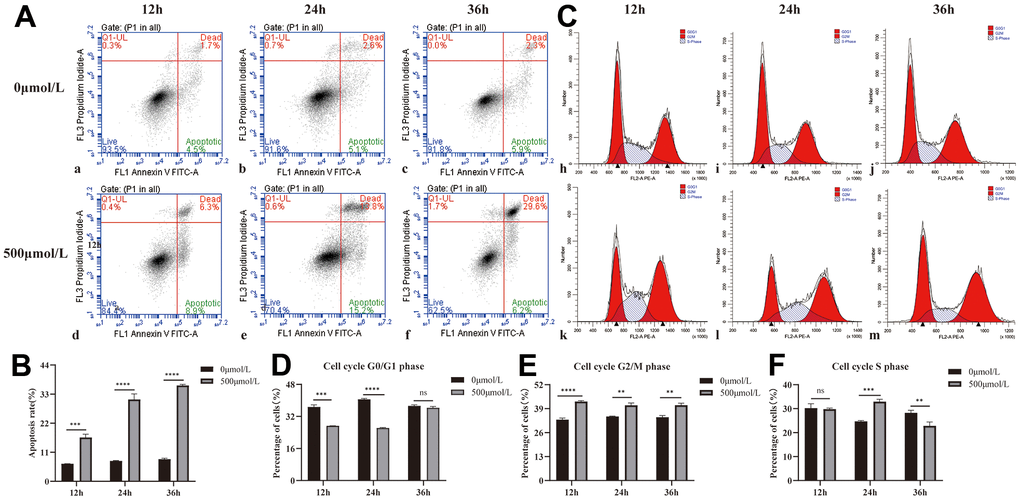 Effect of H2O2 on apoptosis and cycle of HLEB3. (A) a, b, and c are the 0μmol/L H2O2 group apoptotic diagrams at 12, 24, and 36 hours, and d, e, and f are the 500μmol/L H2O2 group apoptotic diagrams at 12, 24, and 36 h, respectively. (B) The statistical result of apoptosis in each group. (C) h, i and j are the 12, 24 and 36h cycle diagrams of the 0μmol/L H2O2 group, and k, l and m are the 12, 24 and 36 h cycle diagrams of the 500μmol/L H2O2 group, respectively. (D–F) The statistical results of each period. ns p>0.05, **ppp