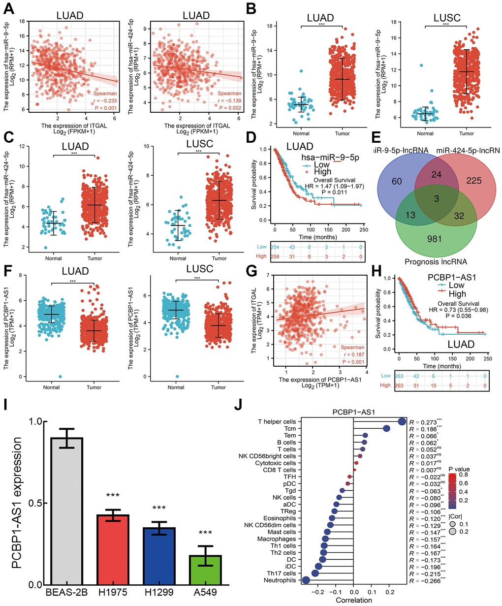 ceRNA network of ITGAL in NSCLC. (A) Correlations between miRNA and ITGAL in NSCLC. (B, C) Expression of miR-9-5p and miR-424-4p in NSCLC. (D) Prognosis of miR-9-5p in NSCLC. (E) Predicted the potential lncRNAs of miRNAs in NSCLC. (F) Expression of lncRNA in NSCLC. (G) Correlations between PCBP1-A1 and ITGAL in NSCLC. (H) Prognosis of PCBP1-A1 in NSCLC. (I) The RNA expression of PCBP1-A1 in lung cancer cell lines examined by qPCR assay, Actin as an internal reference gene. (J) Correlation between PCBP1-A1 expression and immune infiltrates. ***p 