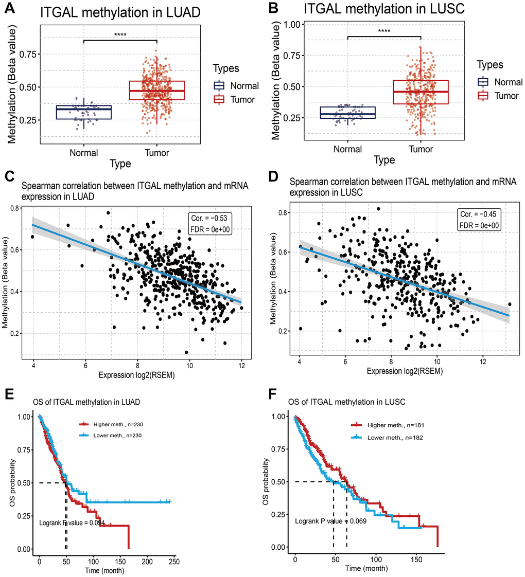 DNA methylation analysis. (A, B) The mean level of DNA methylation of ITGAL was significantly higher in NSCLC tissues than in normal tissues. (C, D) Regression analysis of the correlation between ITGAL expression and its DNA methylation status. (E, F) Prognosis of ITGAL DNA methylation in lung cancer patients. ***p 