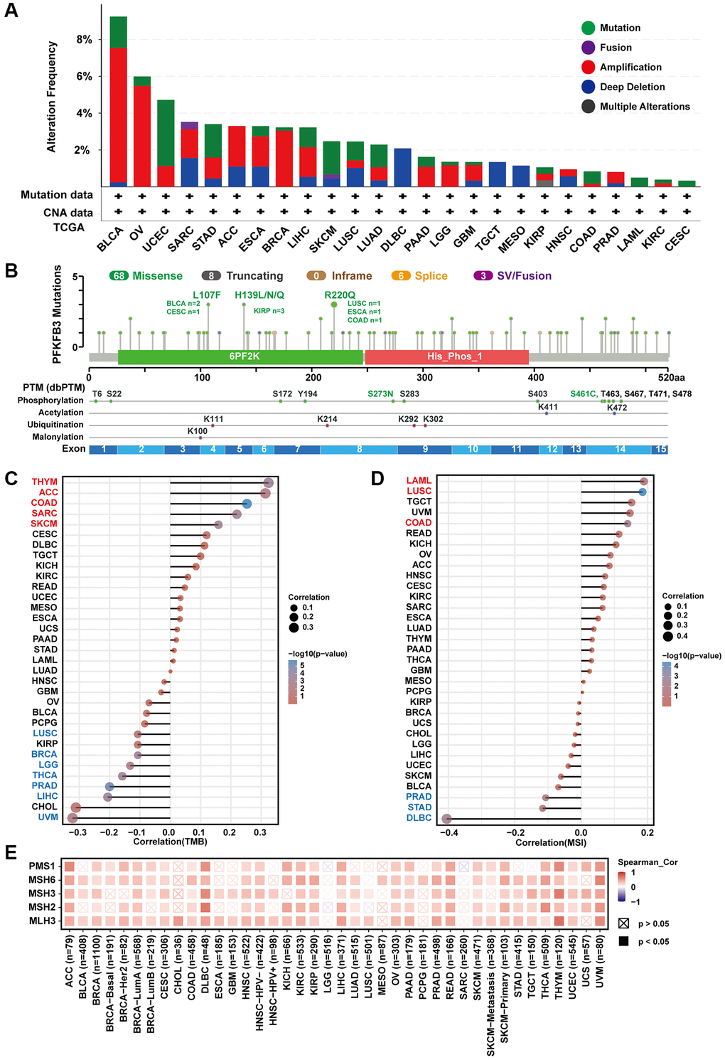 The characteristic of PFKFB3 mutation and the relationship between TMB, MSI, and MMRs in pan-cancer. (A) We utilized the cBioPortal tool to study the genomic alteration of PFKFB3 for different tumors. (B) The characteristic of PFKFB3 mutations and posttranscriptional modification. (C) The relationship between PFKFB3 expression and TMB in various malignancies. (D) The association between PFKFB3 expression and MSI in pan-cancer. In Figure 3C and 3D, red fonts indicate a positive correlation and blue fonts indicate a negative correlation. (E) Correlation between PFKFB3 expression and MMRs.