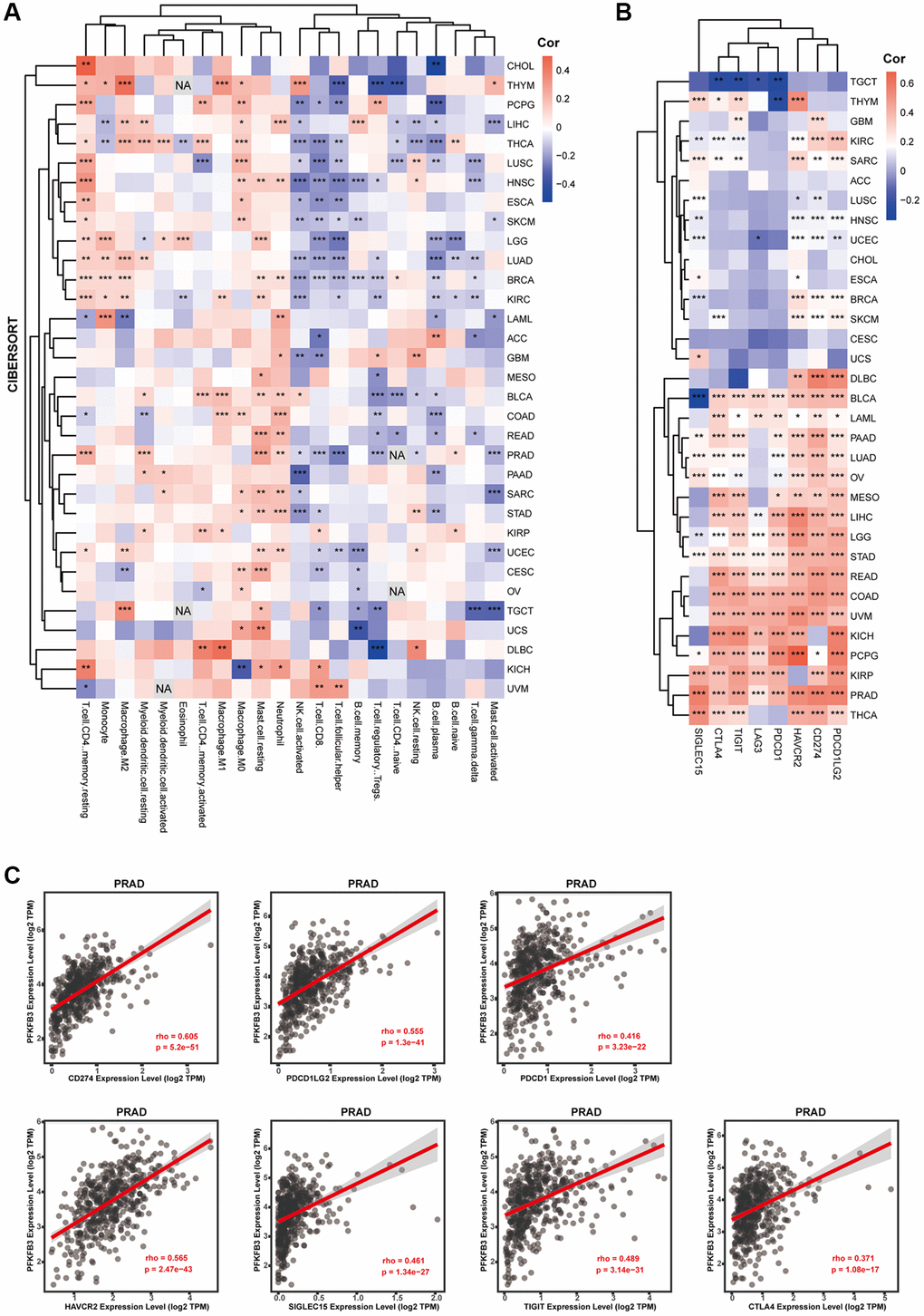 The correlation between PFKFB3 expression and immune infiltration or immune checkpoint in pan-cancer. (A) Correlation analysis between PFKFB3 expression and immunological infiltration in pan-cancer by CIBERSORT algorithm. (B) Correlation analysis between PFKFB3 expression and immune checkpoint in pan-cancer. (C) The association between PFKFB3 expression and CD274, PDCD1LG2, and PDCD1, HAVCR2, SIGLEC15, TIGIT, and CTLA4 in PRAD. All data *P **P ***P 