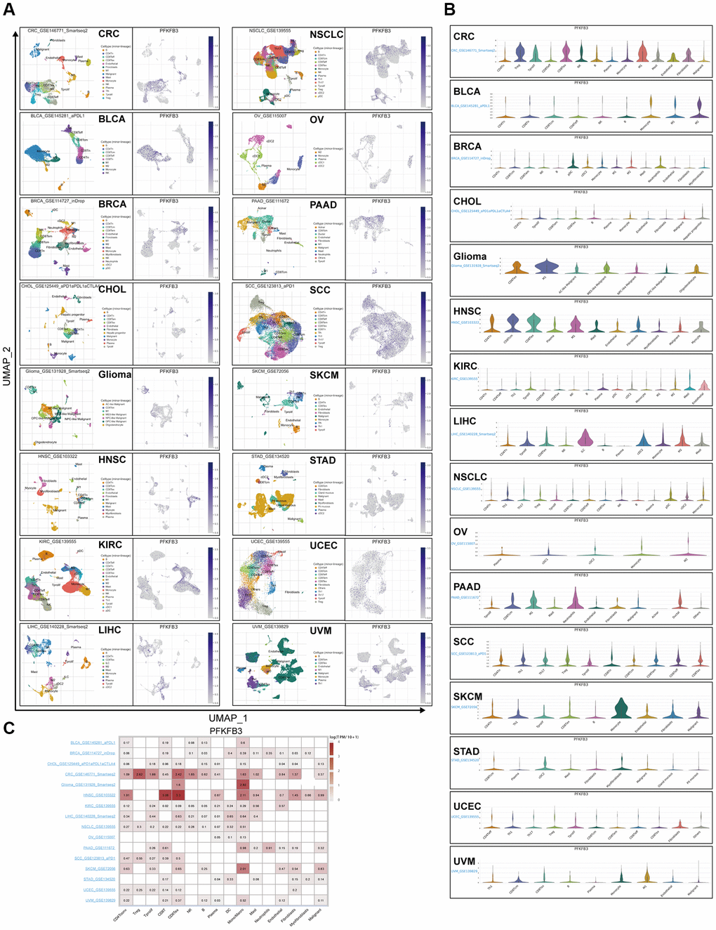 Single-cell analyze the characteristic of the PFKFB3 expression in pan-cancer. (A) The visualized single-cell UMAP plots are to show the cell distribution of treatment response groups (left) and the expression of PFKFB3 (right). (B) The grid violin plot reflects the distribution of PFKFB3 expression in different cell types across all datasets with various cancers. (C) The heatmap reflects the distribution of PFKFB3 expression in different cell types across all datasets with various cancers.