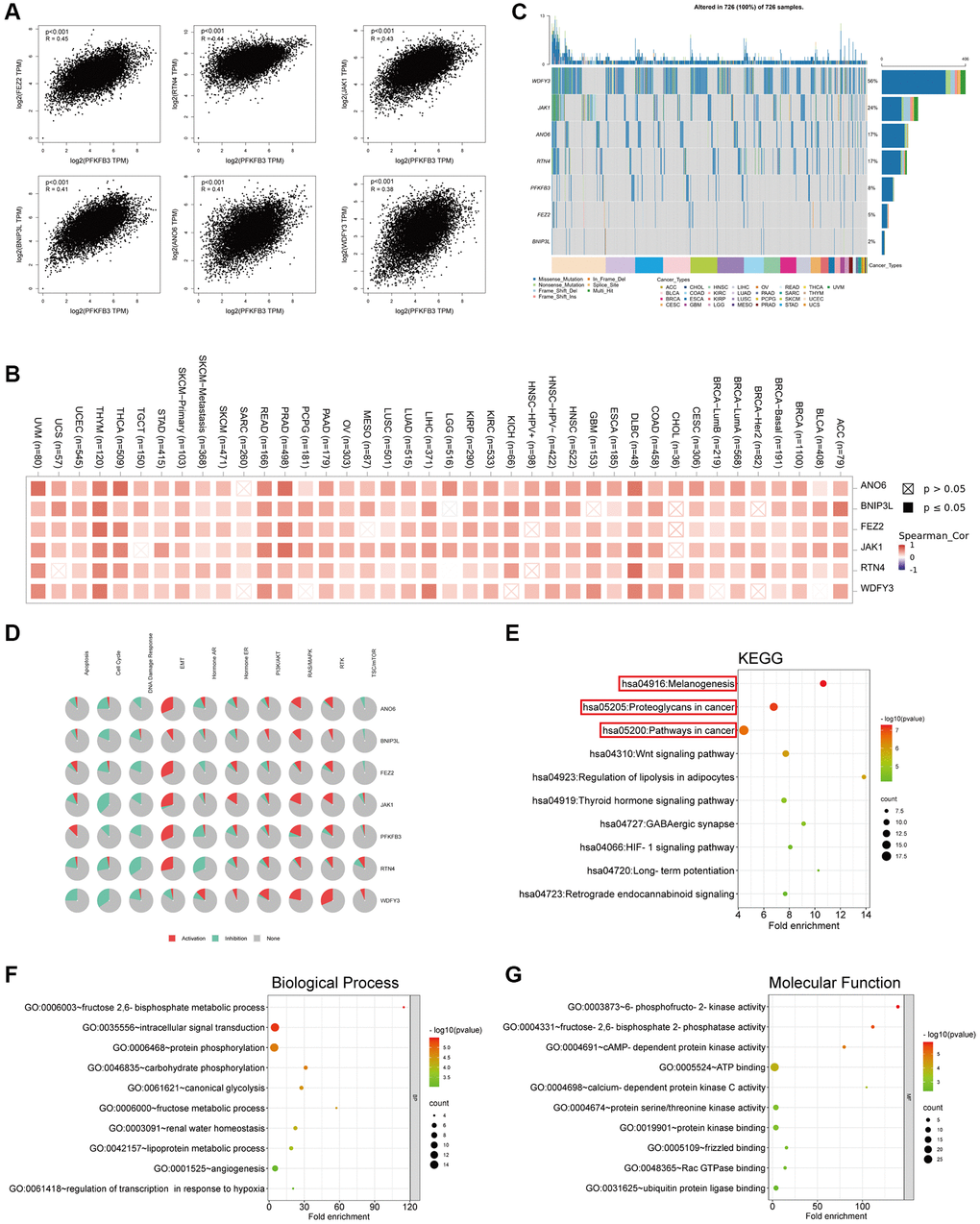 Genes enrichment analysis of PFKFB3 in pan-cancer. (A) The association between PFKFB3 and representative genes among the top PFKFB3-related genes analyzed by GEPIA2 in pan-cancer. (B) Heatmap shows the correlation between PFKFB3 and selected genes in pan-cancer. (C) Single Nucleotide Variation (SNV) frequency analysis of selected genes in pan-cancer. (D) Pathway activity analysis of selected genes in pan-cancer. (E) KEGG pathway analysis of PFKFB3-binding proteins and PFKFB3-correlated gene. (F, G) Go analysis of PFKFB3-binding proteins and PFKFB3-correlated gene, biological process (F), molecular function (G).
