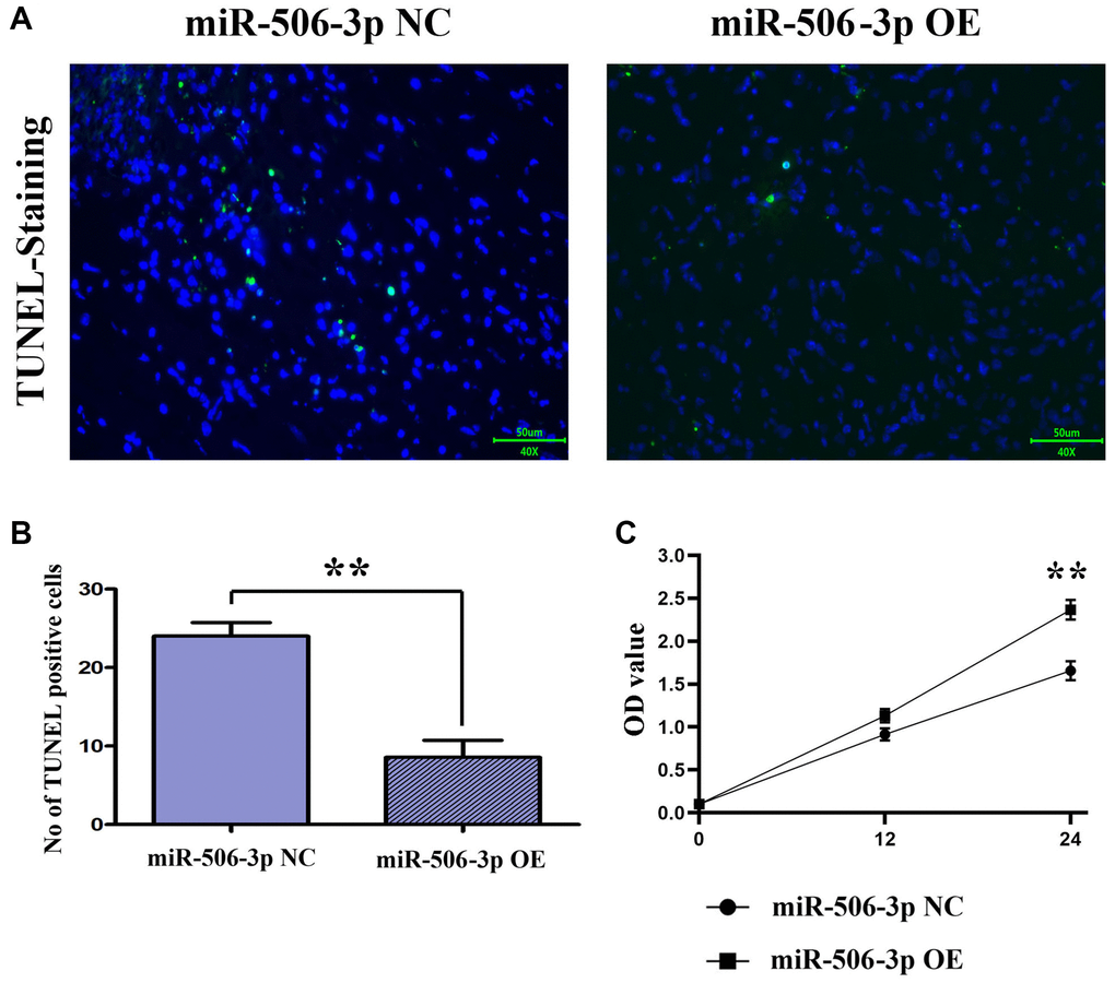 Overexpression of miR-506-3p could reduce apoptosis and promote proliferation after SA-AKI. (A, B) The results of TUNEL staining assay showed that apoptosis was significantly weakened in the miR-506-3p OE group compared to that in the miR-506-3p NC group. (C) Through CCK8 assay, it was found that the cell proliferative capacity of the miR-506-3p OE group was significantly enhanced compared to that in the miR-506-3p NC group.