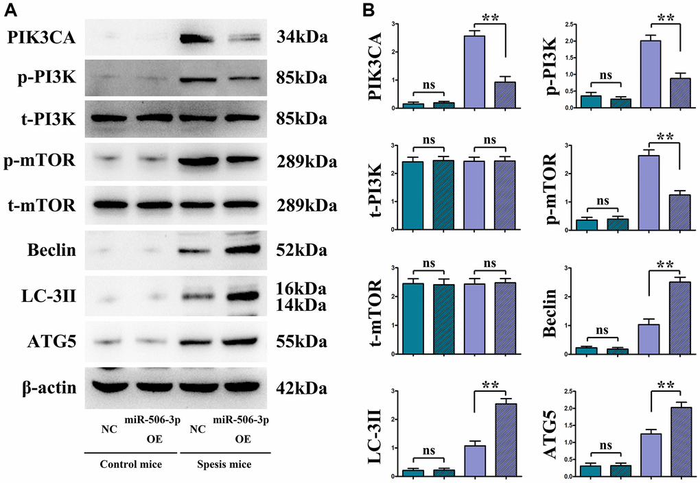 Overexpressed miR-506-3p inhibited the expression of PI3K pathway-related proteins and enhanced the expression of related autophagy proteins. (A) Protein bands of PIK3CA, p-PI3K, t-PI3K, p-mTOR, t-mTOR, Beclin, LC-3II and ATG5. (B) Relative protein expressions of PIK3CA, p-PI3K, t-PI3K, p-mTOR, t-mTOR, Beclin, LC-3II and ATG5. **P nsP > 0.05.