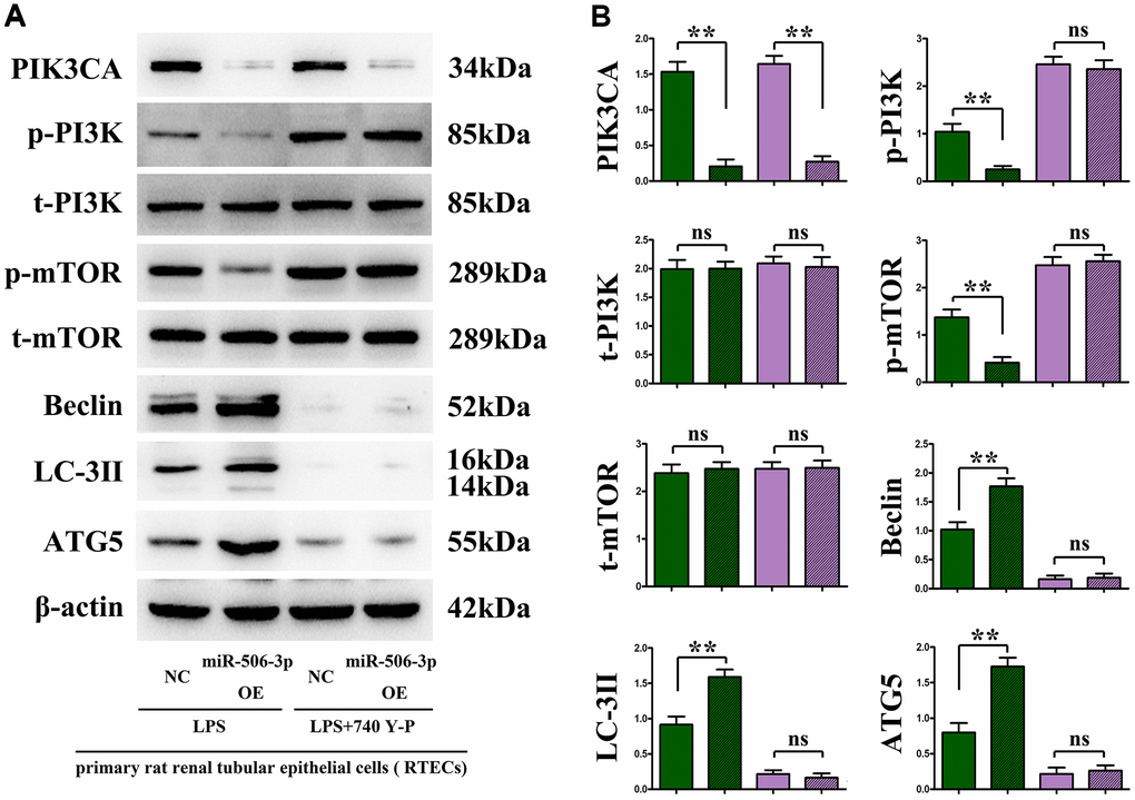 In vitro experiments demonstrated that the overexpression of miR-506-3p could enhance autophagy by regulating the PI3K signaling pathway. (A) Protein bands of PIK3CA, p-PI3K, t-PI3K, p-mTOR, t-mTOR, Beclin, LC-3II and ATG5. (B) Relative protein expressions of PIK3CA, p-PI3K, t-PI3K, p-mTOR, t-mTOR, Beclin, LC-3II and ATG5. **P nsP > 0.05.