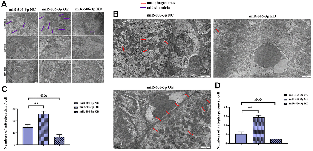 Effect of miR-506-3p on autophagy. (A) Mitochondria in kidney tissues (1500x, 6000x, and 12000x). (B) Autophagosomes in kidney tissues (1500x, 6000x, and 12000x). (C) Statistics on the number of mitochondria in each cell. (D) Statistics on the number of autophagosomes in each cell. **P &&P 