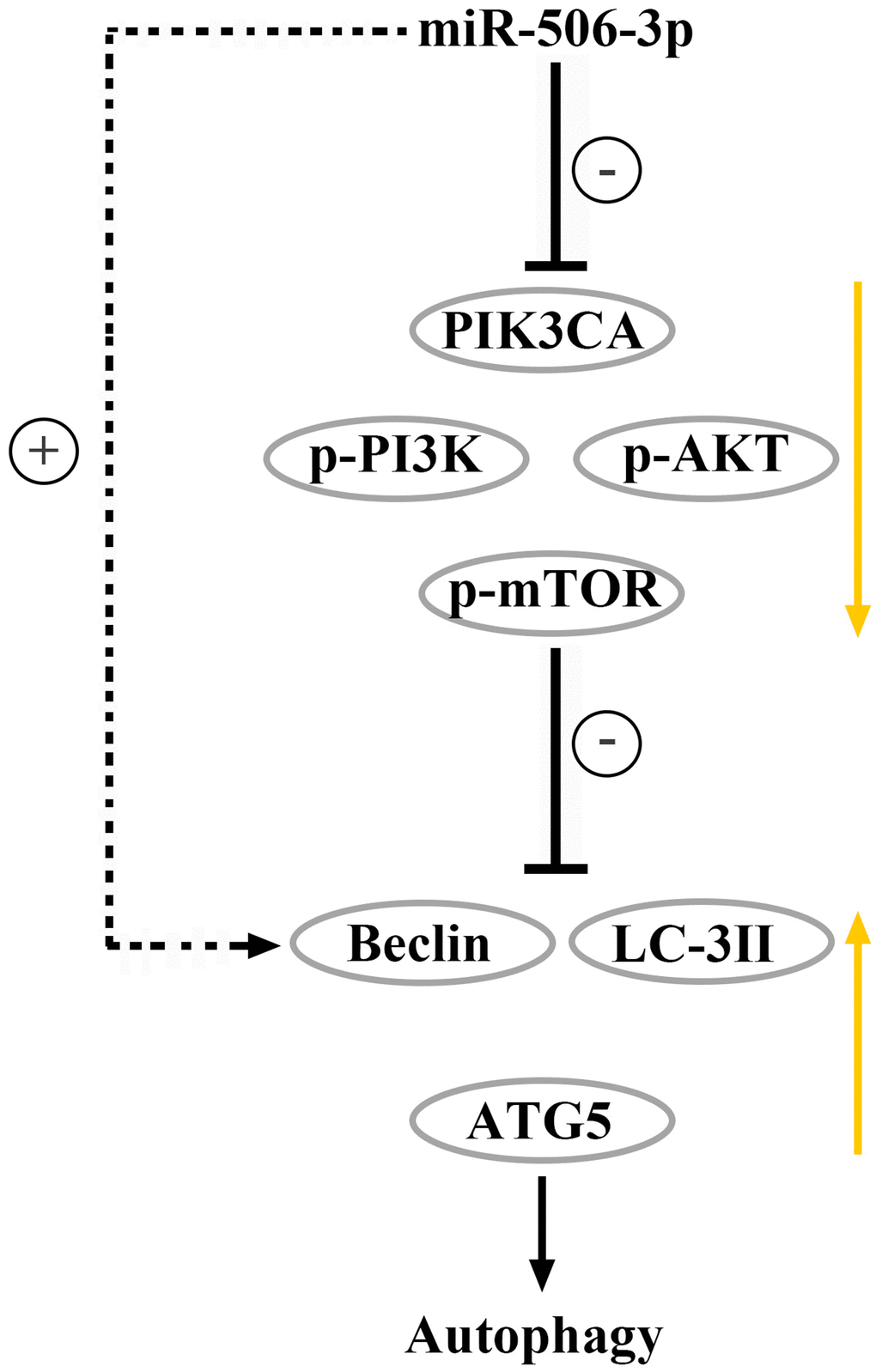 Overexpression of miR-506-3p could suppress the PI3K-AKT pathway via degrading PIK3CA, thereby enhancing autophagy of renal tubular epithelial cells in sepsis.