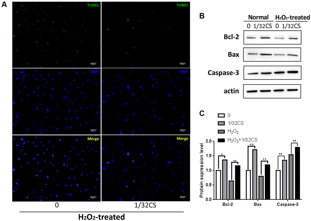 CS inhibits the apoptosis of ADSCs. (A–C) The H2O2-treated ADSCs were treated with CS at the indicated doses. (A) The apoptosis was determined by TUNEL assays in the cells. (B, C) The expression levels of Bax, Bcl-2, caspase-3, and β-actin were determined by Western blot analysis in the cells. The results of Western blot analysis were quantified by ImageJ software. Data are presented as mean ± SD. Statistic significant differences were indicated: *P **P 