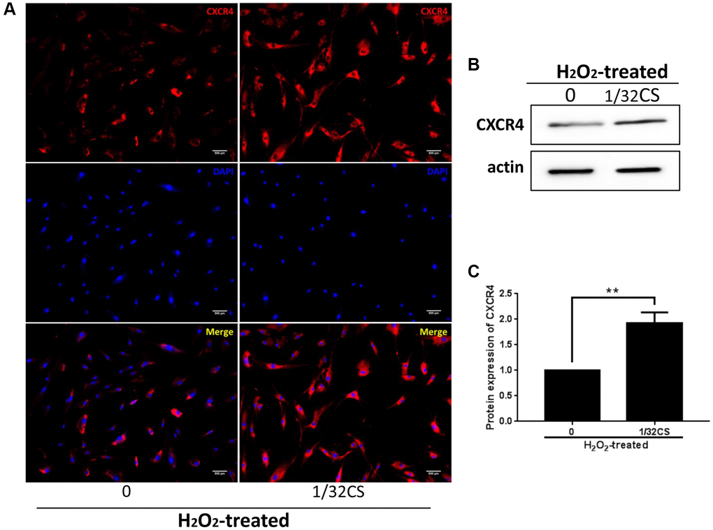 CS increases CXCR4 expression in ADSCs. (A–C) The H2O2-treated ADSCs were treated with CS at the indicated doses. (A) The expression of CXCR4 was measured by immunofluorescence analysis in the cells. (B, C) The levels of CXCR4 were assessed by Western blot analysis in the cells. The results of Western blot analysis were quantified by ImageJ software. Data are presented as mean ± SD. Statistic significant differences were indicated: *P **P 