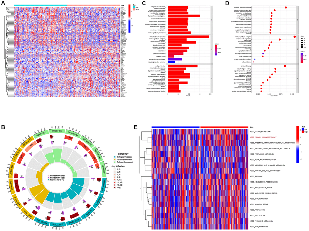 Differentially expressed genes analysis and gene function enrichment analyses. (A) Heat map showing the DEGs between the high-risk and low-risk groups. (B) Circle plot through Gene Ontology (GO) analysis visualizing the biological processes enriched by DEGs. (C, D) Bubble diagram and bar plot showing the signaling pathways enriched by DEGs through GO analysis. (E) Heatmap illustrating the result of GSVA.