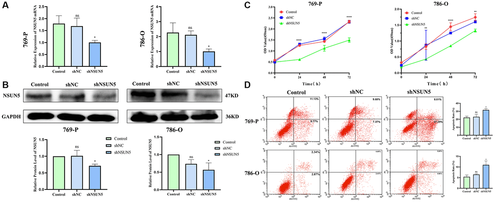 Knockdown of NSUN5 inhibited ccRCC cell proliferation and promoting ccRCC cell apoptosis. (A, B) Verification of knockdown efficiency of NSUN5 from mRNA level and protein level. (C) A CCK-8 assay was used to detect the effect of NSUN5 on the proliferation of ccRCC cells. (D) After knockdown of NSUN5, cell apoptosis in each group was detected by flow cytometry (*P **P ****P 