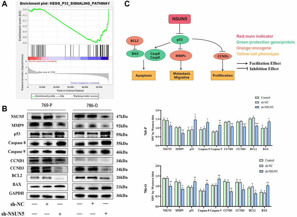 The correlation between NSUN5 and p53 pathways. (A) GSEA analysis showed NSUN5 was enriched in p53 in ccRCC. (B) The expression of major proteins of p53 pathway after knocking down NSUN5. (C) The model illustrating mechanisms of NSUN5 regulating the ccRCC via regulating the p53 pathway (*P **P ***P 