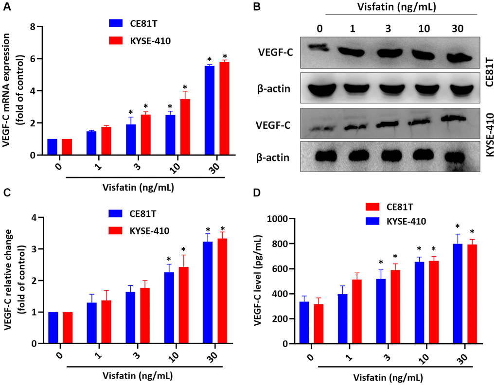 Visfatin promotes increases in VEGF-C expression in ESCC cells. (A–D) ESCC cells were stimulated with visfatin for 24 h, before determining levels of VEGF-C mRNA and protein expression by qPCR (A), Western blot (B, C), and ELISA (D). *P 