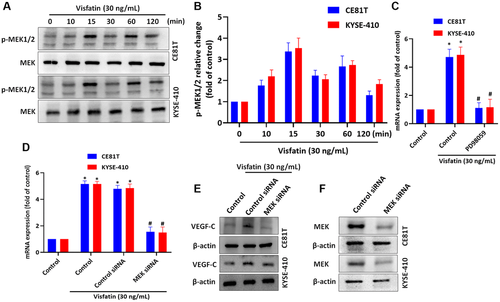 Visfatin induced increases in VEGF-C expression and lymphangiogenesis by activating MEK1/2 signaling. (A, B) ESCC cells were treated with visfatin (30 ng/mL) for the indicated times and then MEK1/2 phosphorylation was examined by Western blot and quantified by ImageJ software. (C, D) ESCC cells were transfected or preincubated with the MEK1/2 inhibitor PD98059 or siRNAs for 24 h, before determining levels of VEGF-C expression by qPCR. (E) ESCC cells were transfected with MEK siRNA for 24 h, then stimulated with visfatin (30 ng/mL) for 24 h. Levels of VEGF-C expression were examined by Western blot. (F) ESCCs were transfected with a MEK siRNA and MEK expression was examined by Western blot. *P #P 