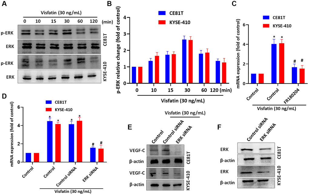 Visfatin induced increases in levels of VEGF-C expression and lymphangiogenesis by activating ERK signaling. (A, B) ESCC cells were treated with visfatin (30 ng/mL) for the indicated times and then ERK phosphorylation was examined by Western blot and quantified by ImageJ software. (C, D) ESCC cells were transfected or preincubated with the ERK inhibitor FR180204 or siRNAs for 24 h and then VEGF-C expression levels were measured by qPCR. (E) ESCC cells were transfected with ERK siRNA for 24 h, then stimulated with visfatin (30 ng/mL) for 24 h. Levels of VEGF-C expression were examined by Western blot. (F) ESCCs were transfected with a ERK siRNA and ERK expression was examined by Western blot. *P #P 