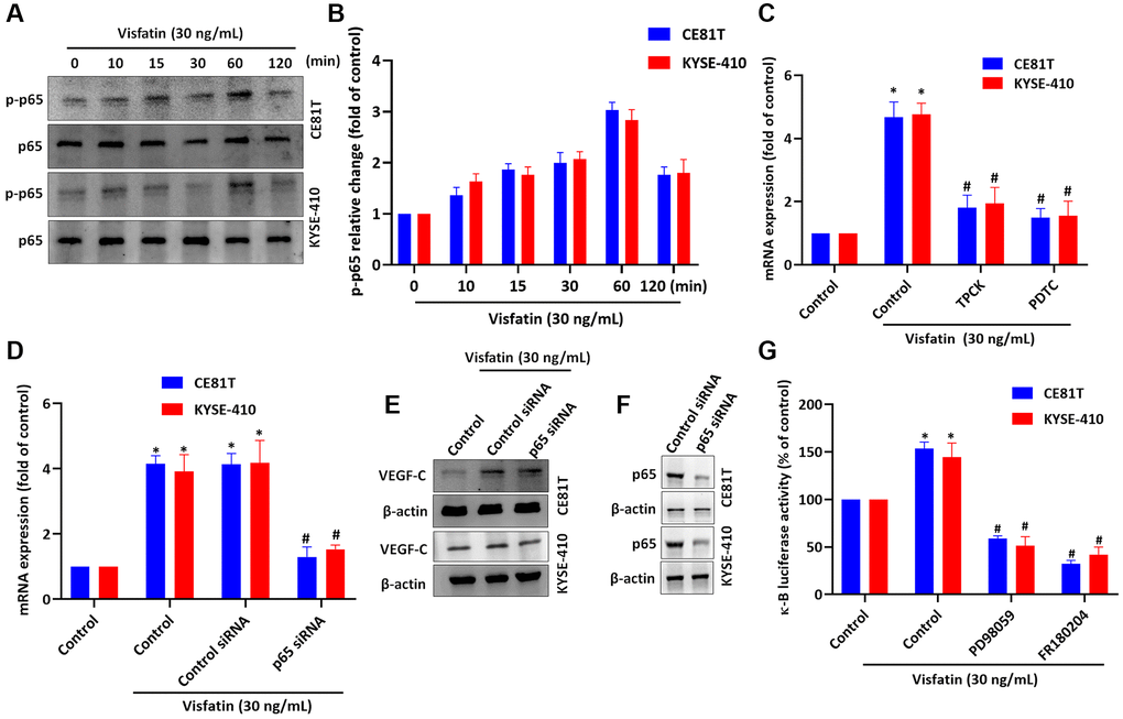 Visfatin induced increases in VEGF-C expression and lymphangiogenesis by activating NF-κB signaling. (A, B) ESCC cells were treated with visfatin (30 ng/mL) for the indicated times and then p65 phosphorylation was examined by Western blot and quantified by ImageJ software. (C, D) ESCC cells were transfected or preincubated with NF-κB inhibitors (PDTC and TPCK) or siRNAs for 24 h and then VEGF-C expression levels were measured by qPCR. (E) ESCC cells were transfected with p65 siRNA for 24 h, then stimulated with visfatin (30 ng/mL) for 24 h. Levels of VEGF-C expression were examined by Western blot. (F) ESCCs were transfected with a p65 siRNA and p65 expression was examined by Western blot. (G) ESCCs were treated with MEK and ERK inhibitors then stimulated with visfatin, and NF-κB luciferase activity was examined. *P #P 