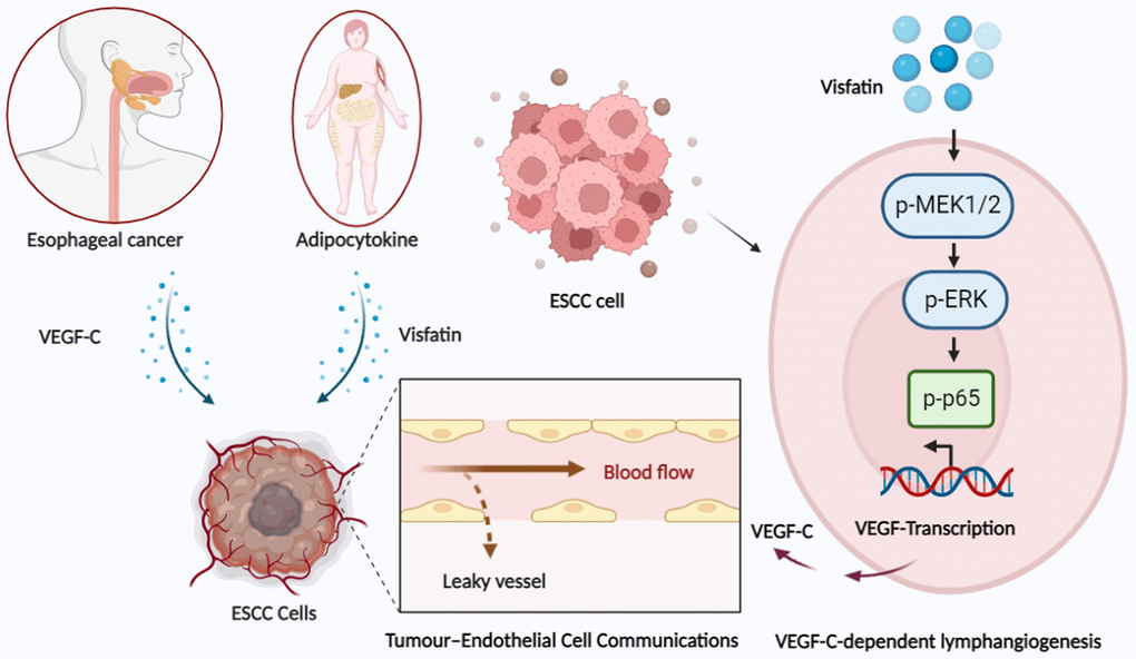 Schematic illustration of how signaling pathways participate in visfatin-induced stimulation of VEGF-C expression and the subsequent stimulation of ESCC lymphangiogenesis in esophageal cancer.