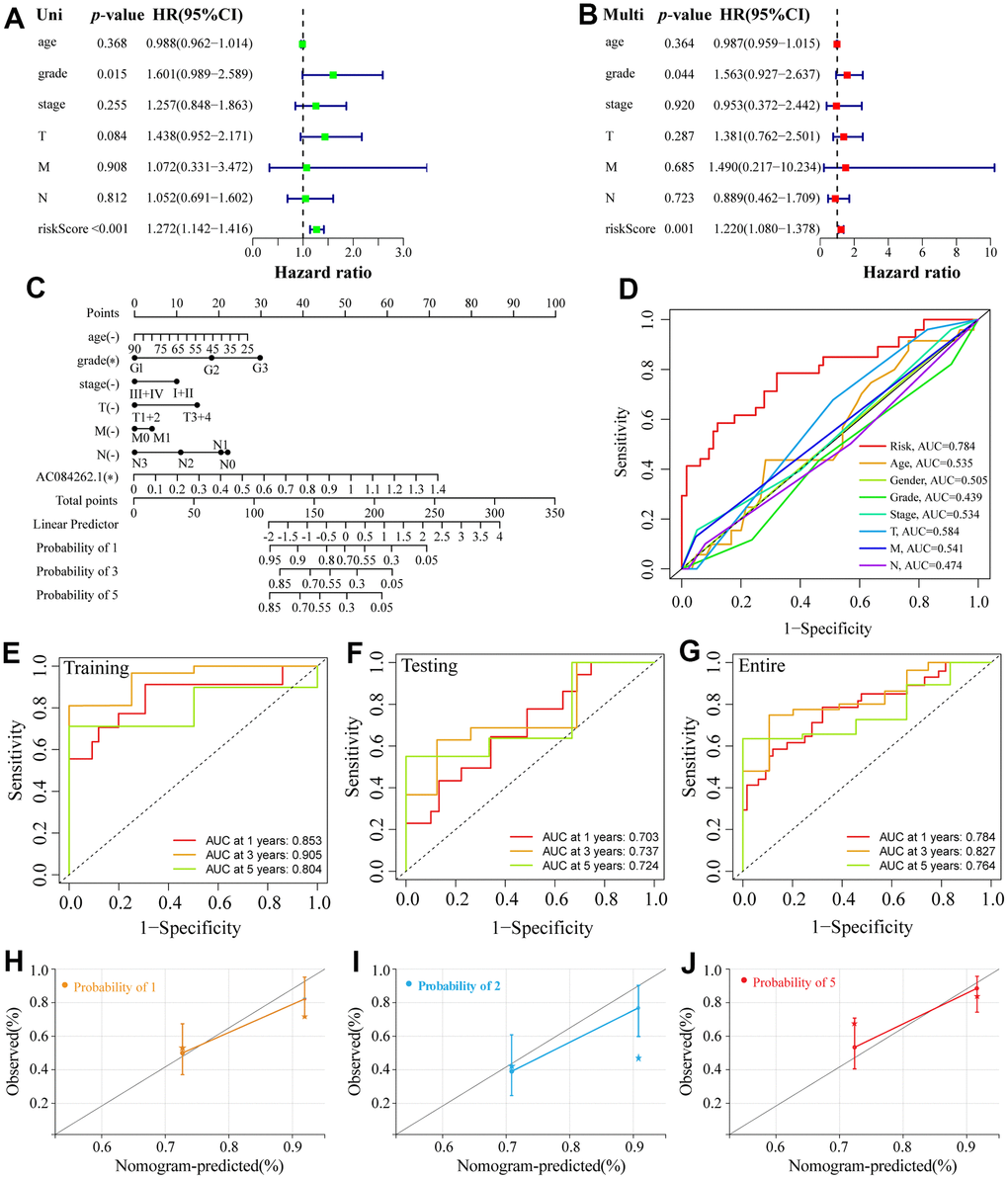 Establishment of a nomogram and ROC analysis. (A, B) The forest plot of the univariate and multivariate Cox regression. (C) A nomogram combining clinicopathological variables and risk score predicts 1-, 3-, and 5-year OS of ESCA patients. (D) The ROCs curve for different clinicopathological variables. (E–G) The ROCs curve for 1-, 3-, and 5-year survival time training, testing, and entire groups are based on the risk score. (H–J) Calibration curve of the nomogram to predict the probability of the 1-, 3-, and 5-year OS.