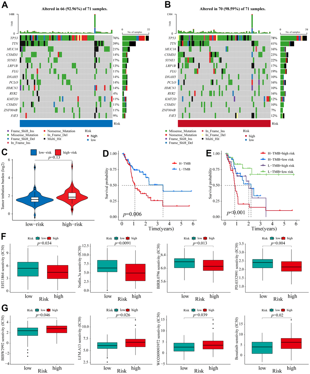 TMB analysis and Identification of potential compounds. (A, B) The waterfall plot of the mutation landscape of the top 15 genes with high mutation frequencies in the low- and high-risk groups. (C) TMB difference of patients in low- and high-risk groups. (D) Survival analysis for patients in high- and low-TMB. (E) Survival analysis for patients classified based on the TMB and 6-NRLs risk signature. The drug sensitivity of the high-risk group was higher than those of the low-risk group. (F) EHT.1864, Nutlin.3a, BIRB.0796, and PD.0332991. The drug sensitivity of the low-risk group was higher than those of the high-risk group. (G) BIBW2992, LFM.A13, WO2009093972, and Bosutinib.