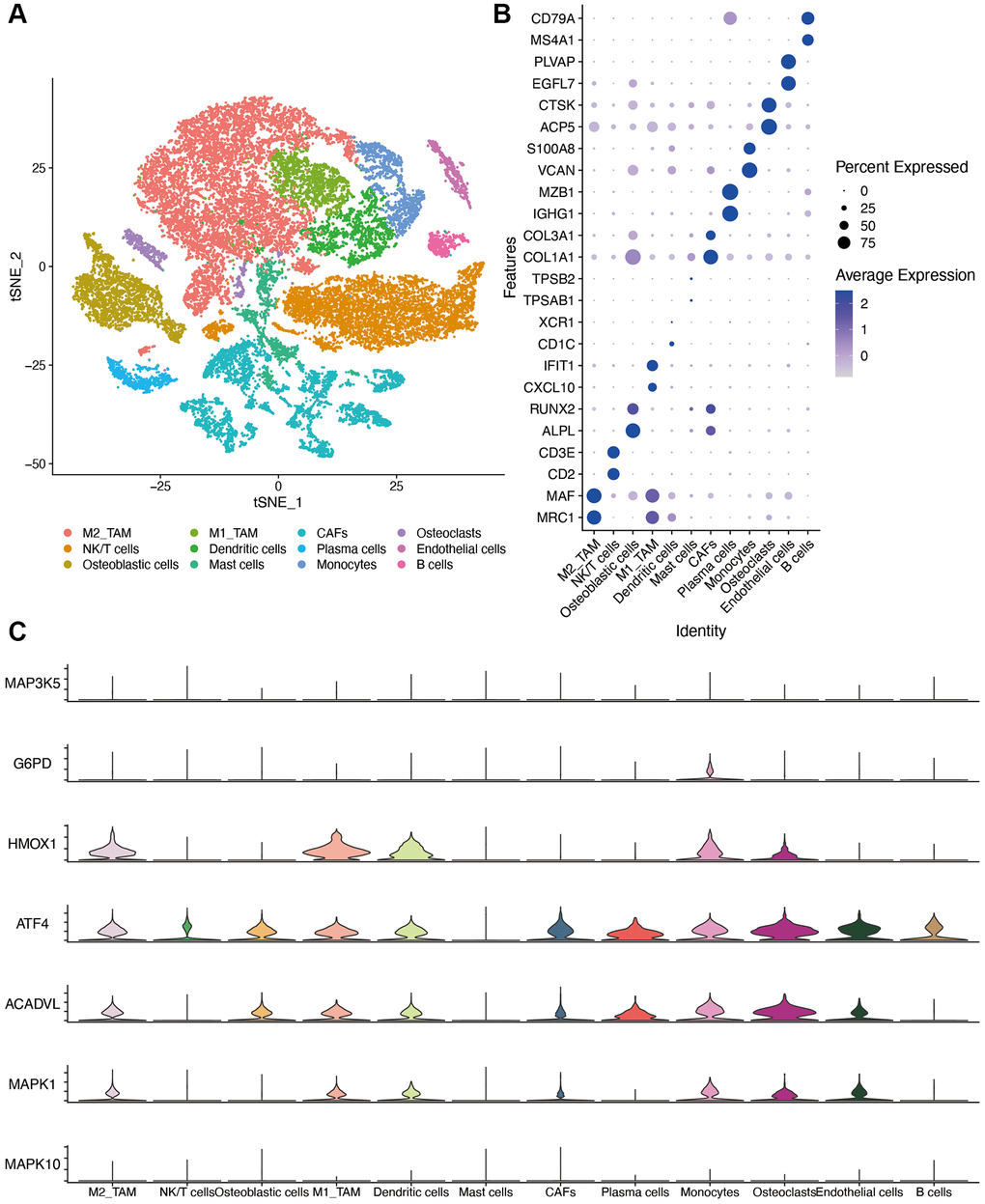 Single-cell sequencing dataset analysis. (A) The TSNE plot of 12 cell clusters of GSE162454. (B) Dot plot showing the expression levels of marker gene in single cell sequencing data. (C) violin plot of OS-related genes in different cell types. Abbreviations: CAF: cancer associated fibroblasts; TAM: tumor associated macrophages.