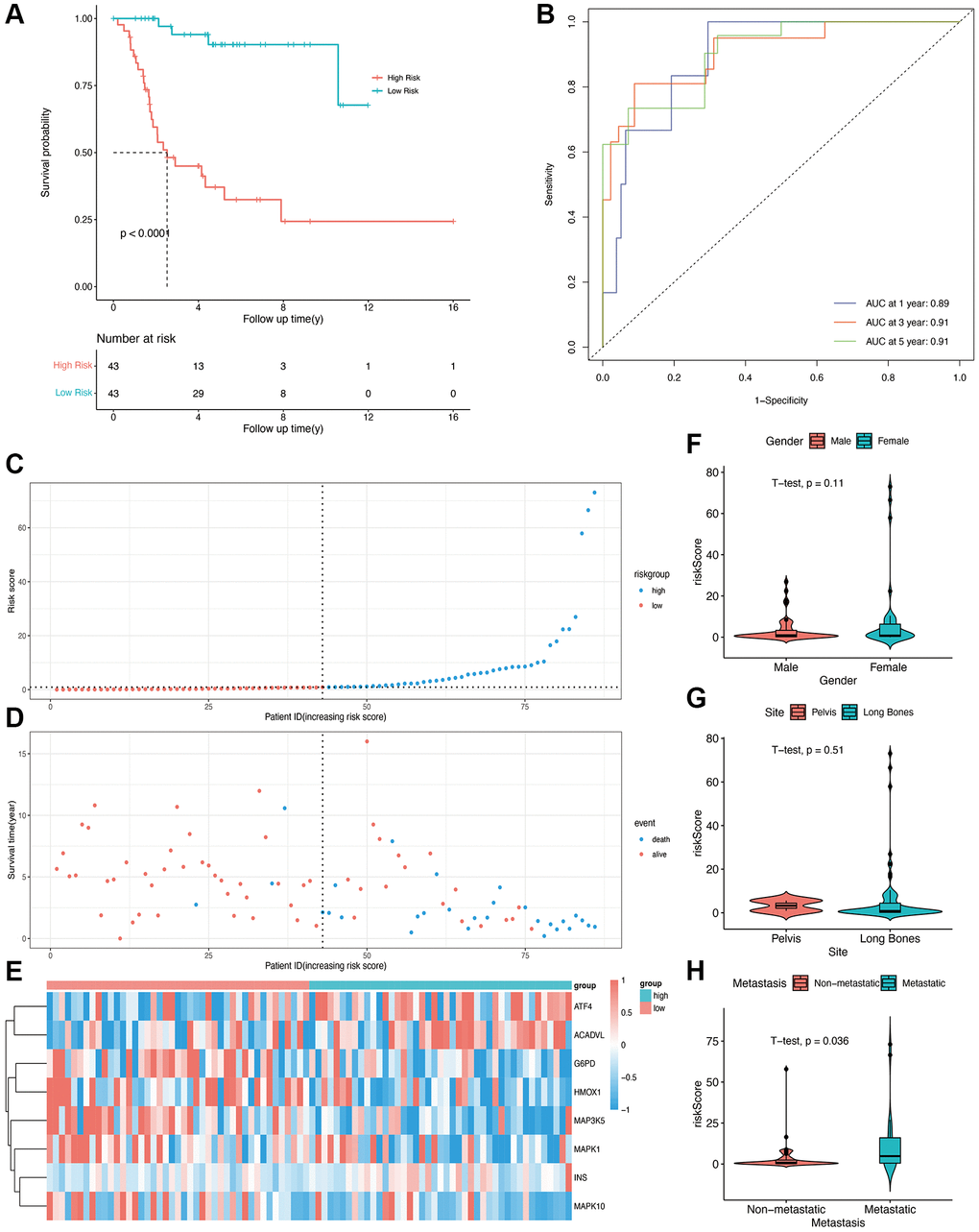 Construction of OS-related prognostic model for osteosarcoma in the TARGET cohort. (A) Kaplan-Meier curves showing the overall survival in the high-risk and low-risk groups (p B) AUCs for 1-, 3-, and 5-year survival according to the ROC curves. (C) The risk score curve of each patient. (D) The distribution of survival status. (E) The heatmap of eight OS-related genes between the high- and low-risk groups. (F, G, H) Risk scores in the gender, site, and metastasis subgroups.