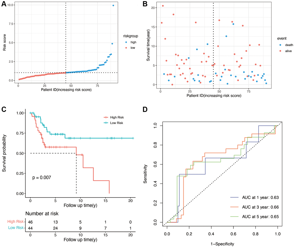 Validation of OS-related genes in the GSE21257 and GSE39055 cohort. (A) Validation group was divided into high- and low-risk groups using the median risk score as the cutoff value. (B) the relationship between risk score and survival time and status of patients. (C) K-M plot of high and low risk groups in validation group (p = 0.007). (D) AUCs for 1-, 3-, and 5-year survival according to ROC curves.