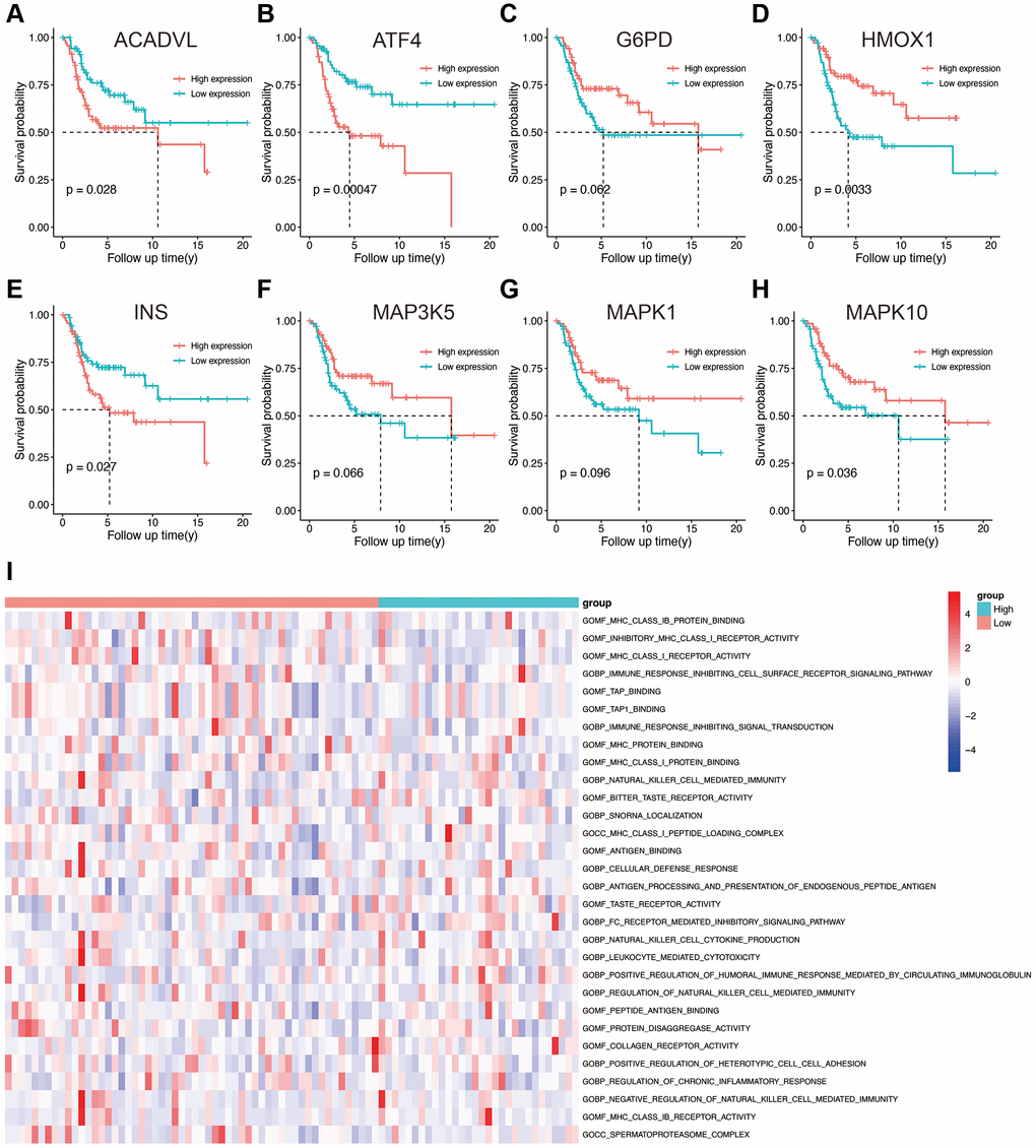 (A–H) Kaplan-Meier survival analysis of eight OS-related genes. (I) Results of GSVA in the high- and low-risk groups. Abbreviations: GO: gene ontology; BP: biological process; CC: cellular components; MF: molecular functions.